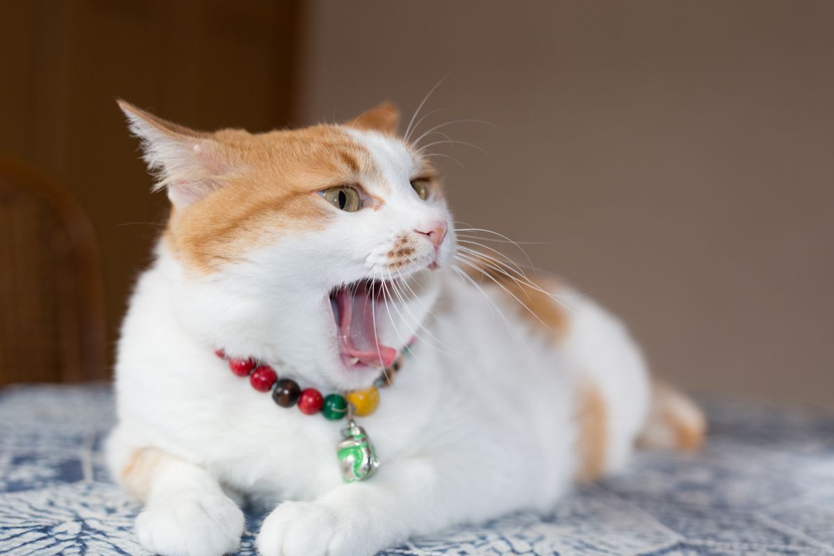 くわっ 動物 猫 Ganref