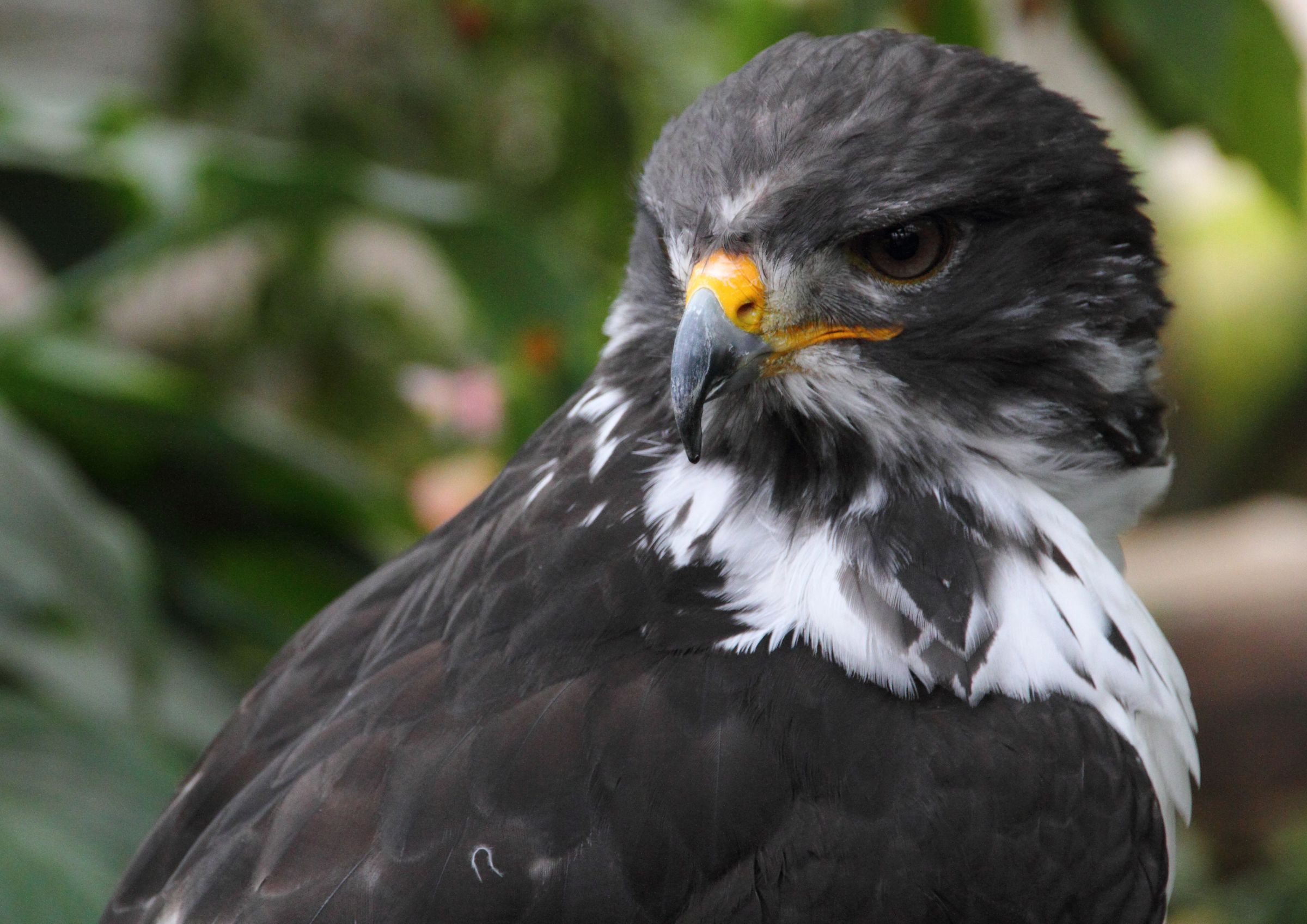 ヨゲンノスリ | GANREF