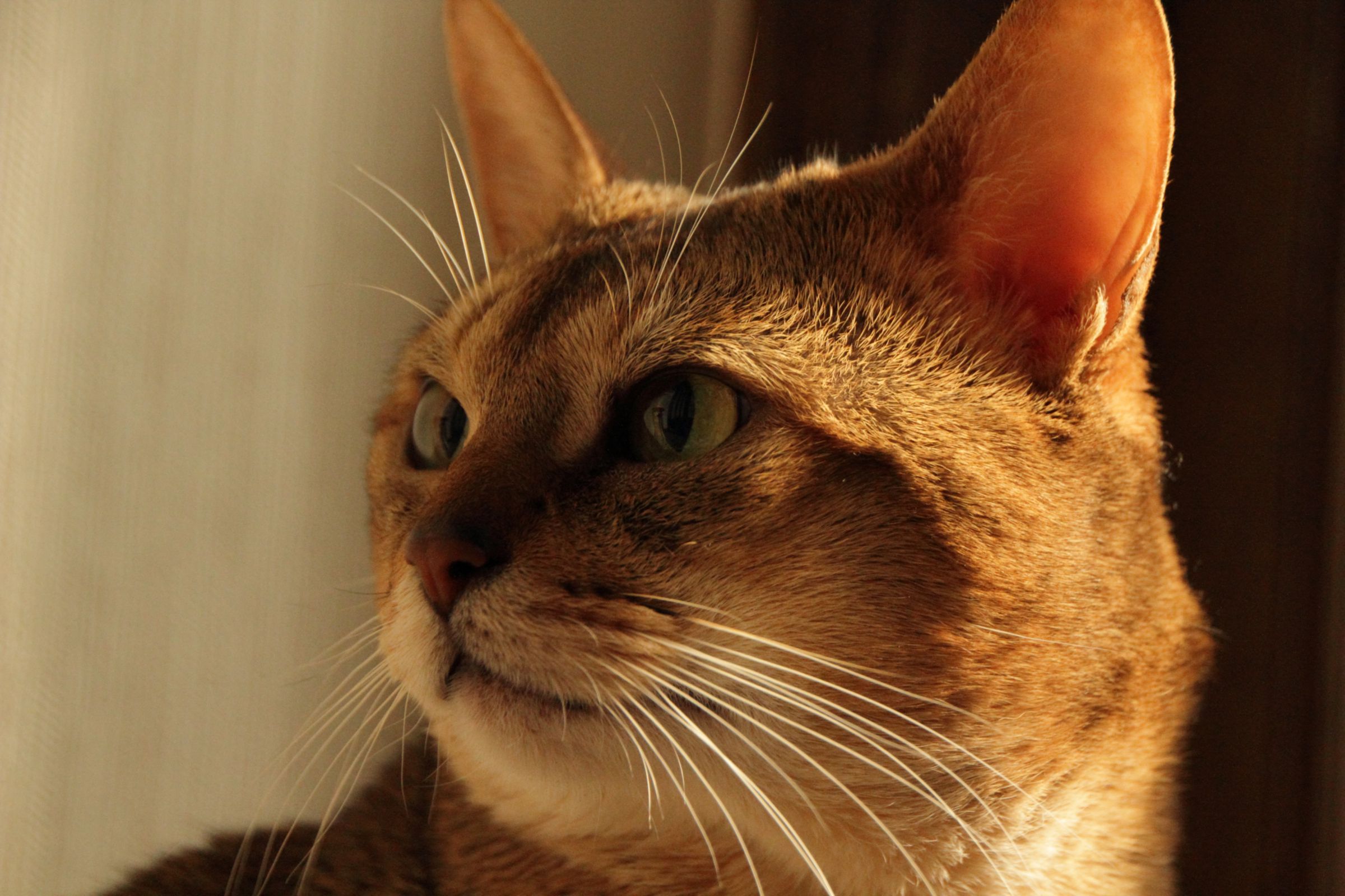 横顔 横猫顔 | GANREF