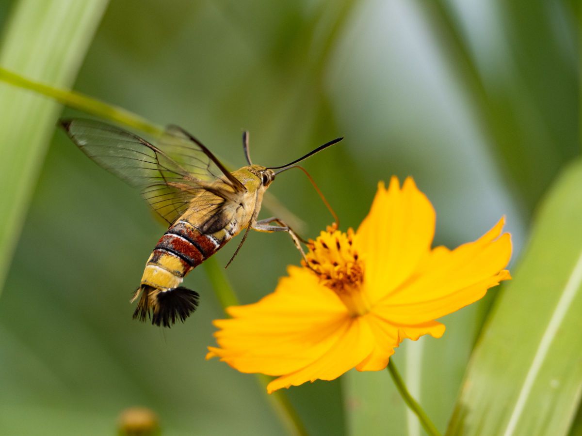 今日のオスカー GANREF