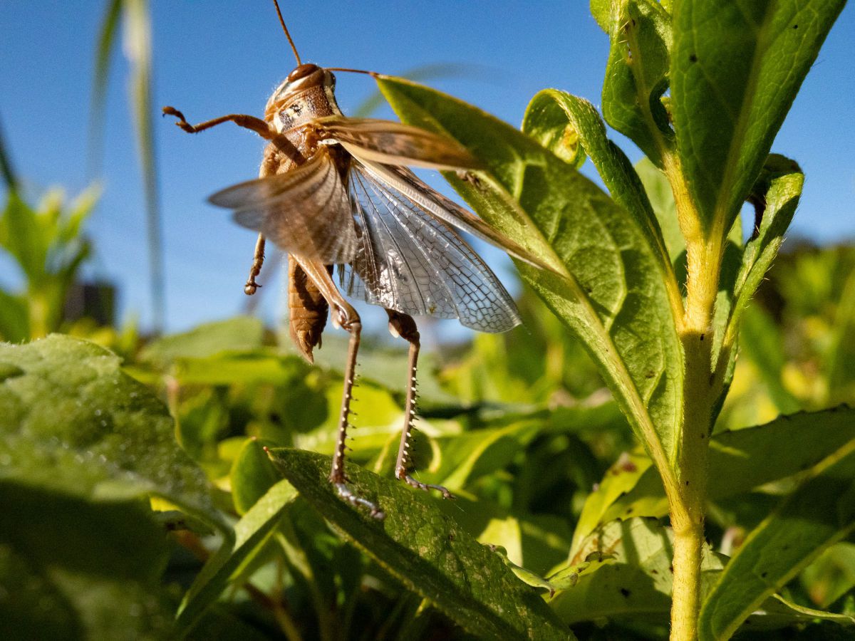 イナゴ まだあります 動物 虫 昆虫 Ganref