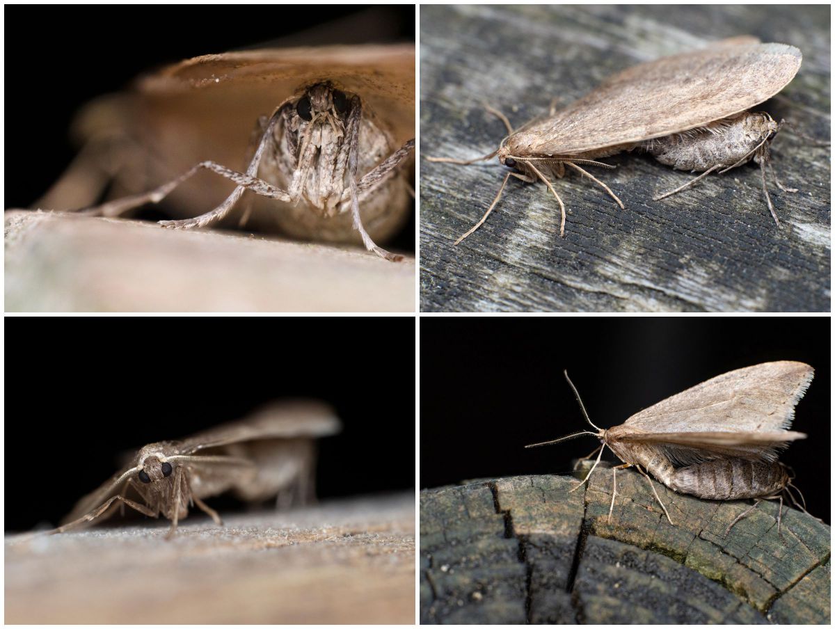 冬尺図鑑06 ウスバ ウスモン クロテンフユシャク Ganref