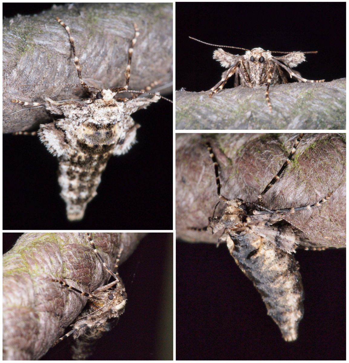 冬尺図鑑09 ヒロバフユエダシャク Ganref