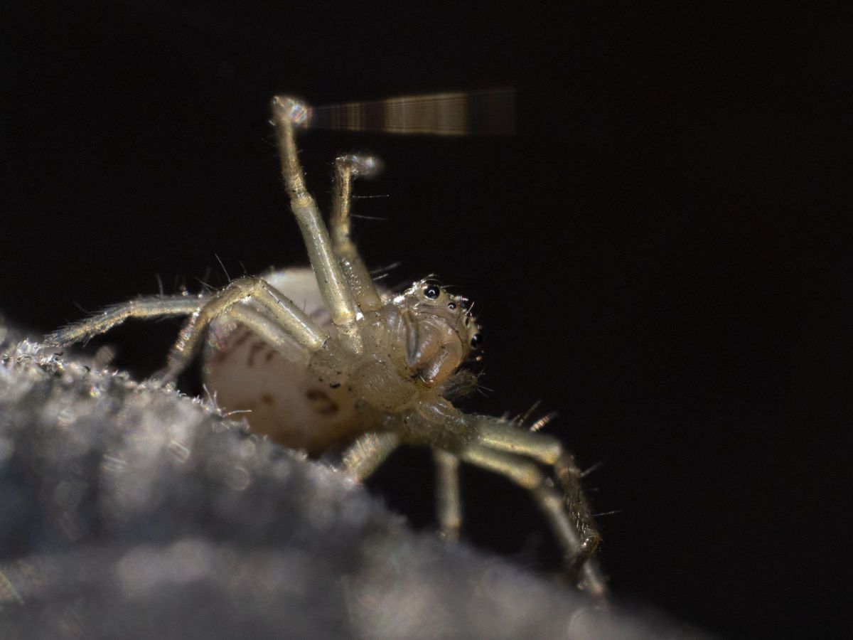 糸を操る 動物 虫 昆虫 Ganref