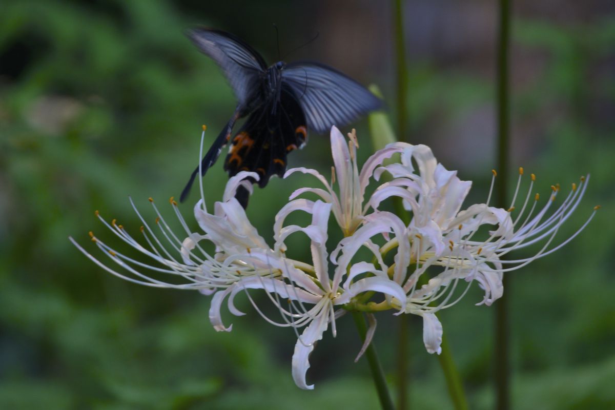 白花と黒蝶 動物 虫 昆虫 Ganref 白花と黒蝶 動物 虫 昆虫 Ganref