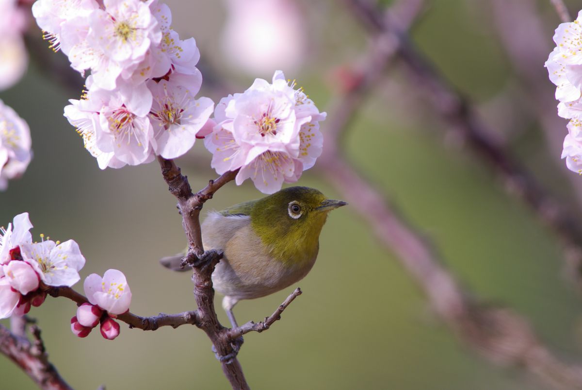 春の風物詩 動物 鳥類 Ganref