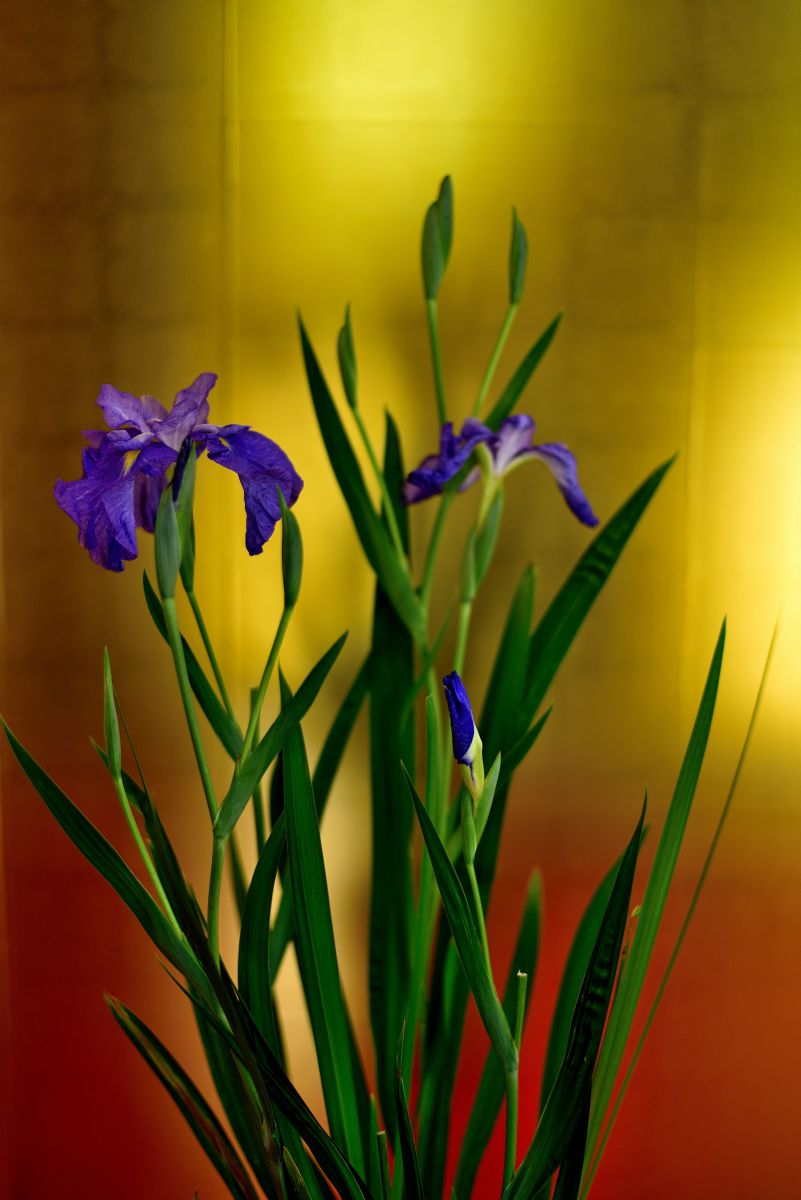 金屏風 植物 花 花びら Ganref