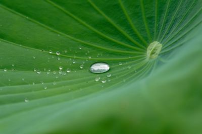 ガラス玉のような水滴
