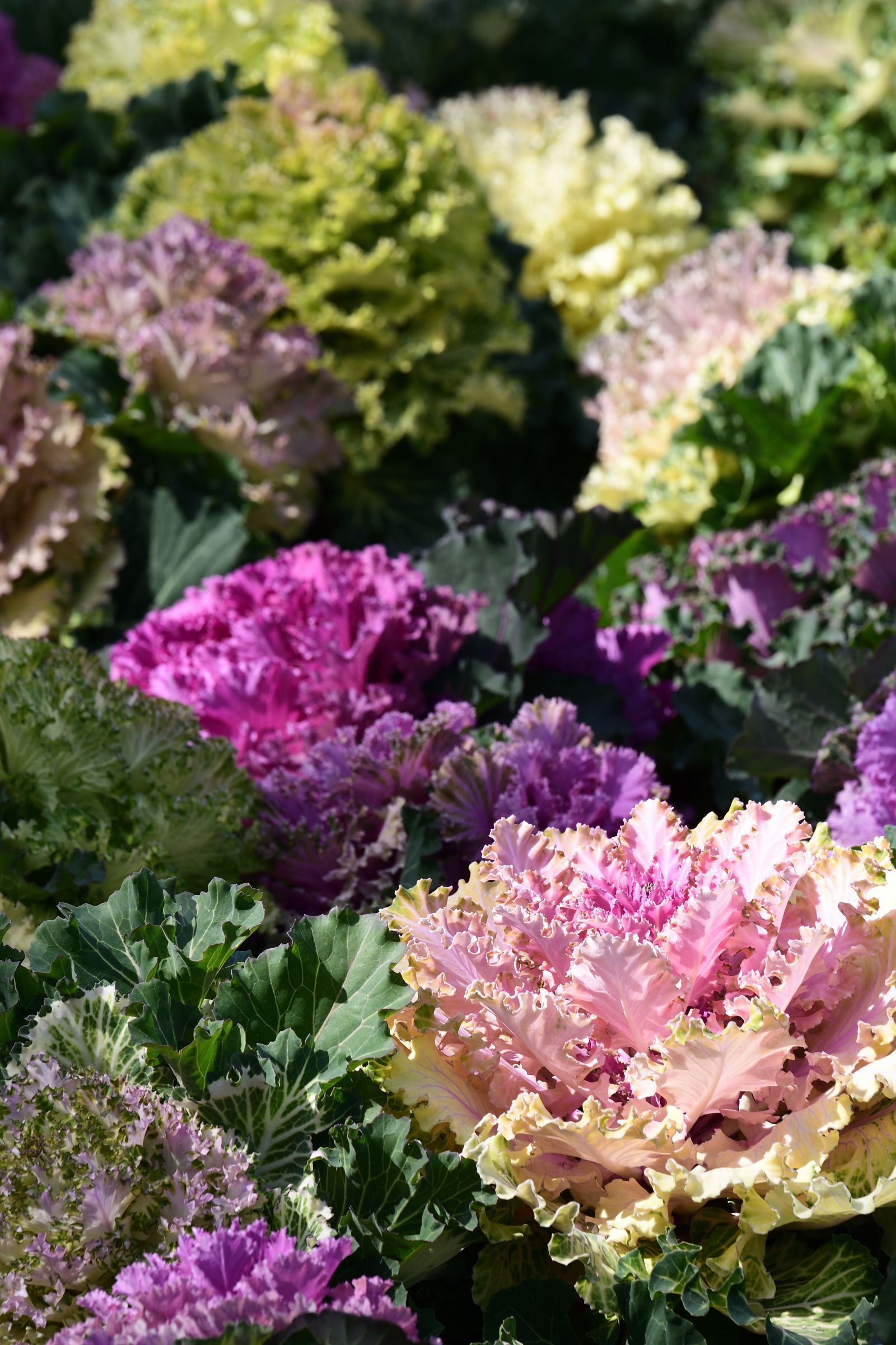 メルヘンな世界 メルヘンな世界 Z/X ゼクス の通販専門店【BIGWEB】