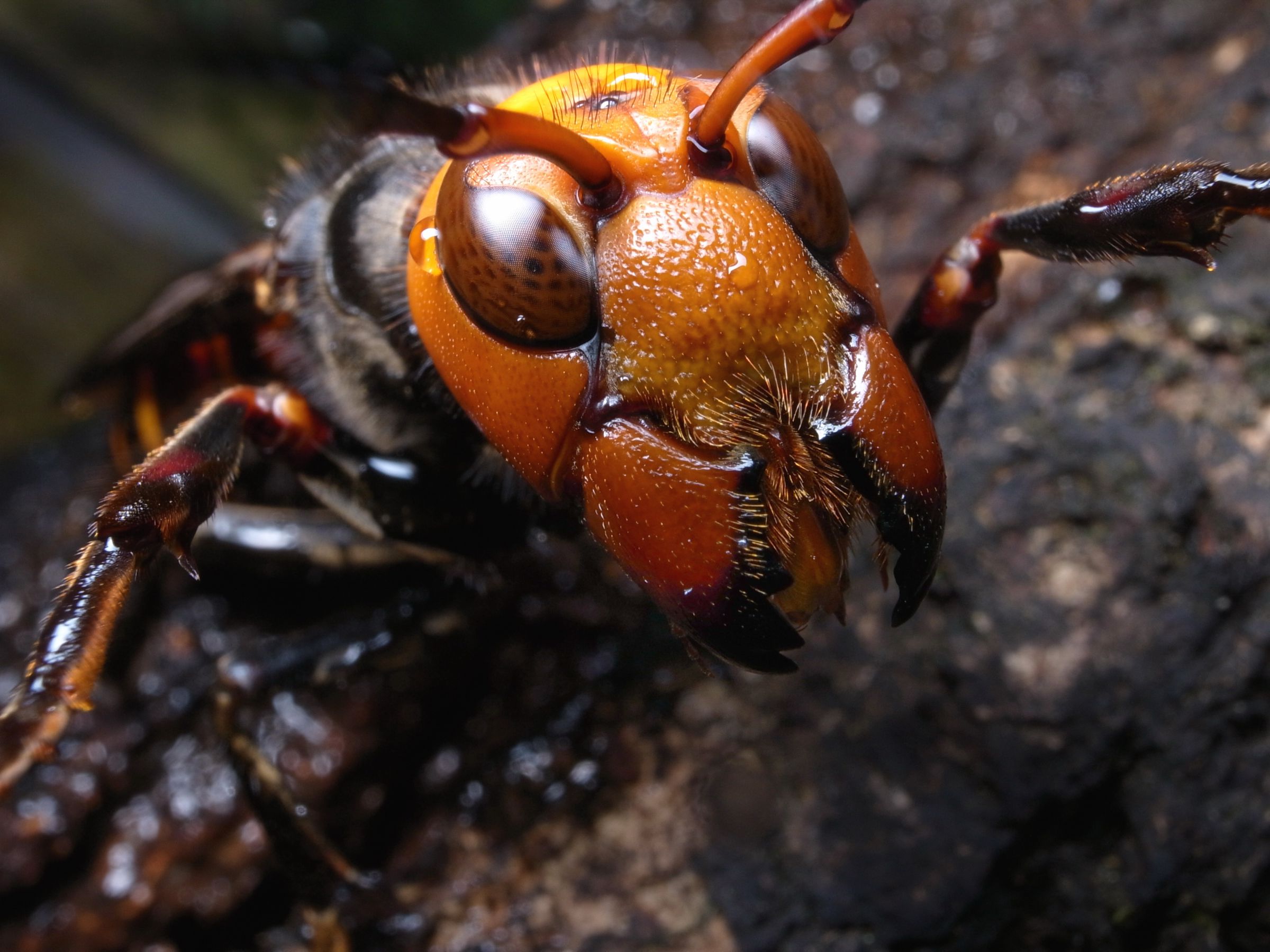 原画　オオスズメバチ　A3サイズ Japanese giant hornet オオスズメバチ | 3Dデータ集 | 株式会社