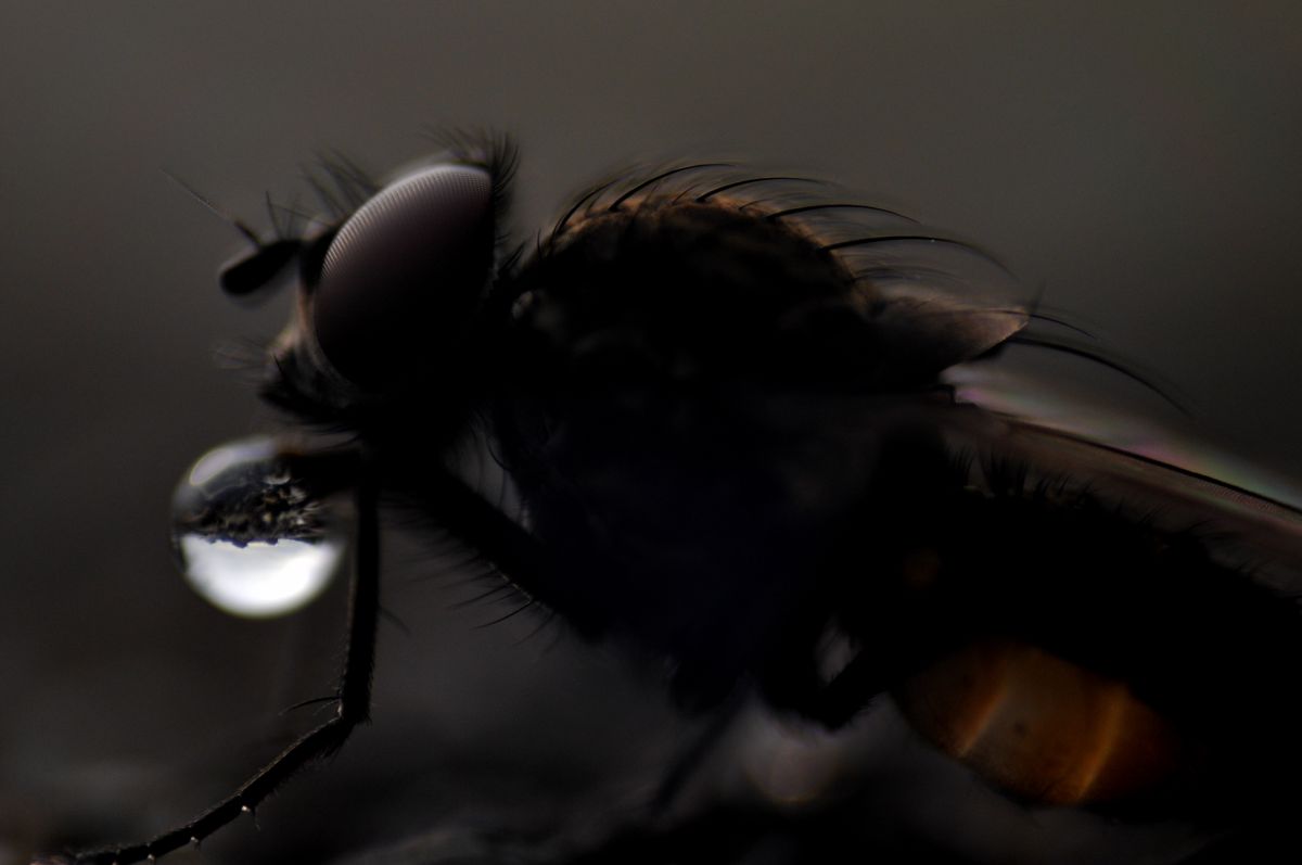 ハエと液体 動物 虫 昆虫 Ganref ハエと液体 動物 虫 昆虫 Ganref