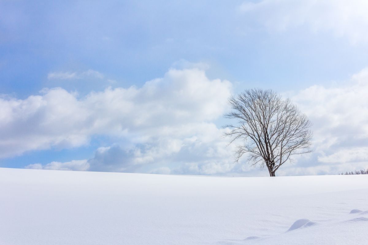 冬の哲学の木 自然 風景 大地 Ganref