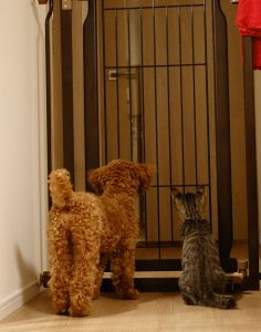 こう「見つめる先に…トイプードル」「こちらを向いて…白キジ猫」 MDAwMDA2MDAwMQ_MC4yOTYyNTUwMCA