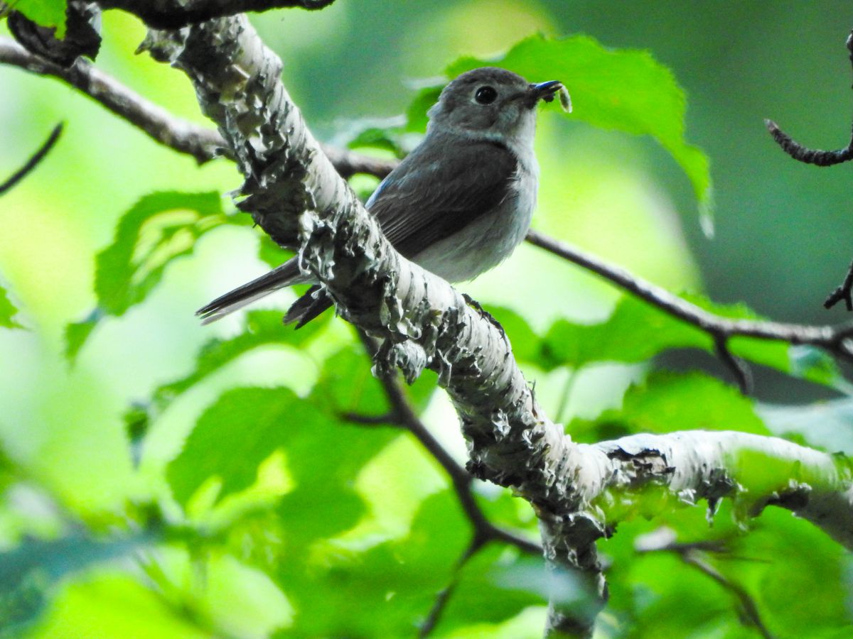 北海道の野鳥02  動物 ＞ 鳥類  GANREF