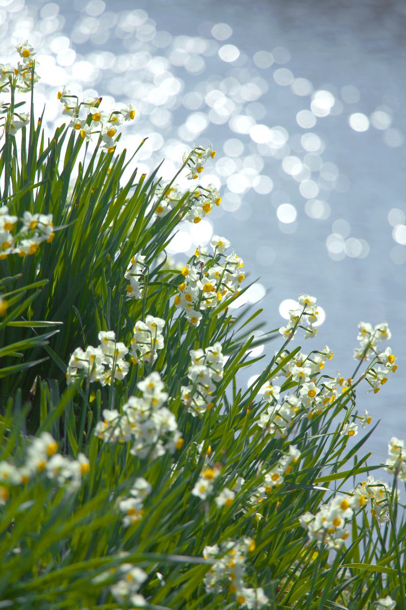 光の春 植物 花 花びら Ganref