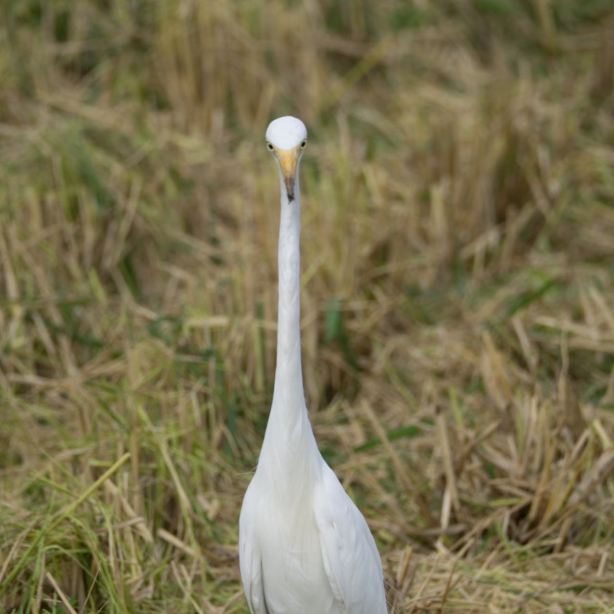 シラサギ ３ 動物 鳥類 Ganref