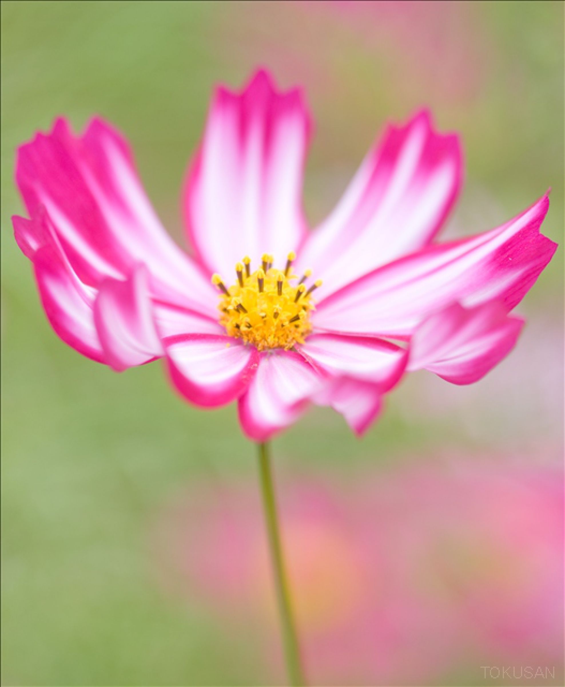 花一輪 | GANREF