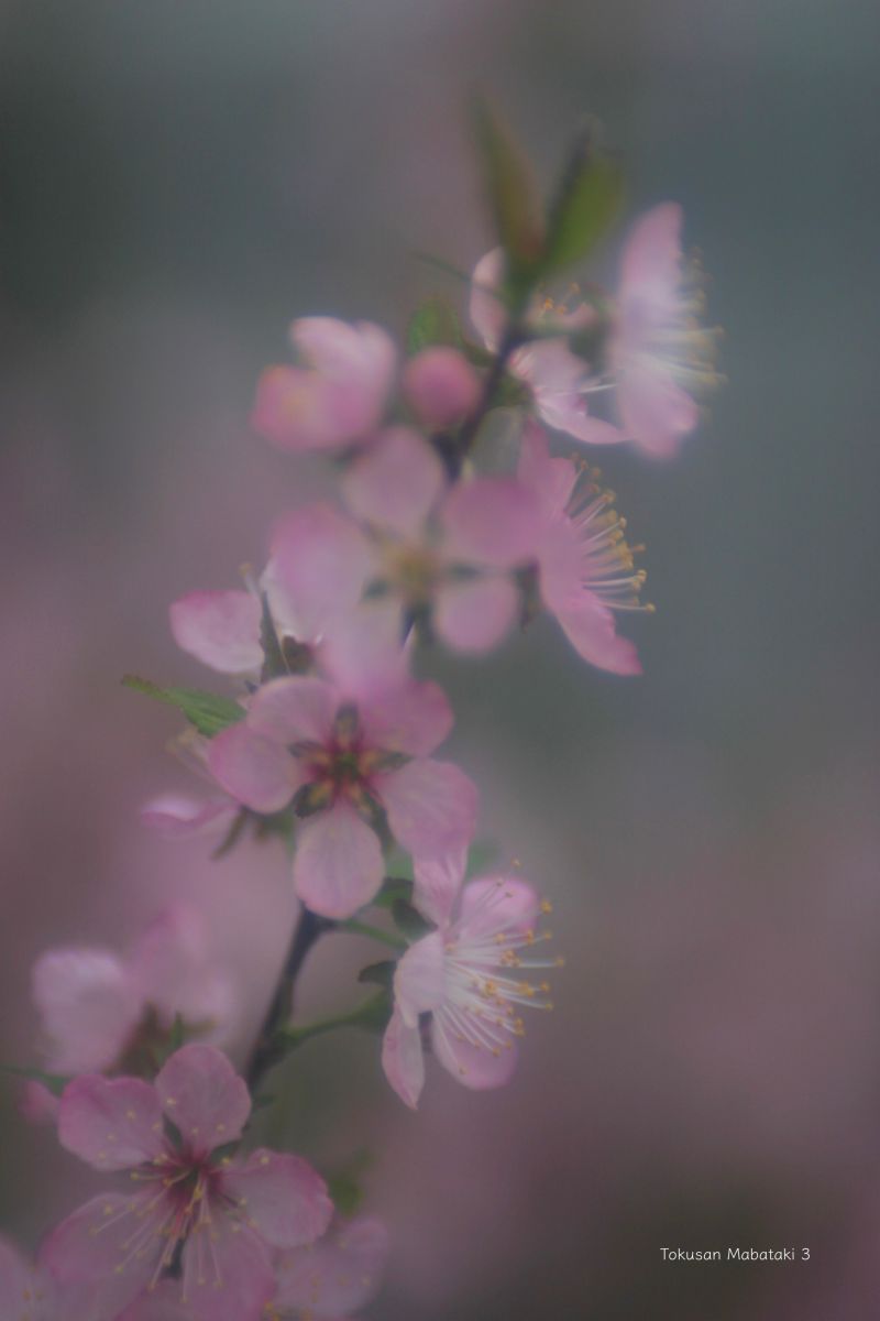 ユスラウメ 植物 花 花びら Ganref ユスラウメ 植物 花 花びら Ganref