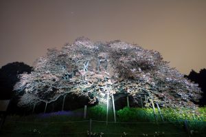 立体絵画の「吉高の大桜のライトアップ」 立体絵画の「吉高の大桜のライトアップ」(3D絵画)」 by 山川善作