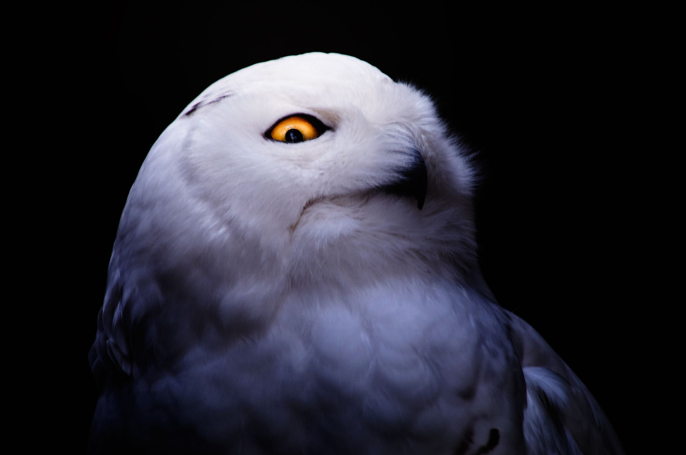 ふーか　❀不思議な梟❀ 防鳥 発光フクロウ KJ-125 本体のみ | 七福ツール