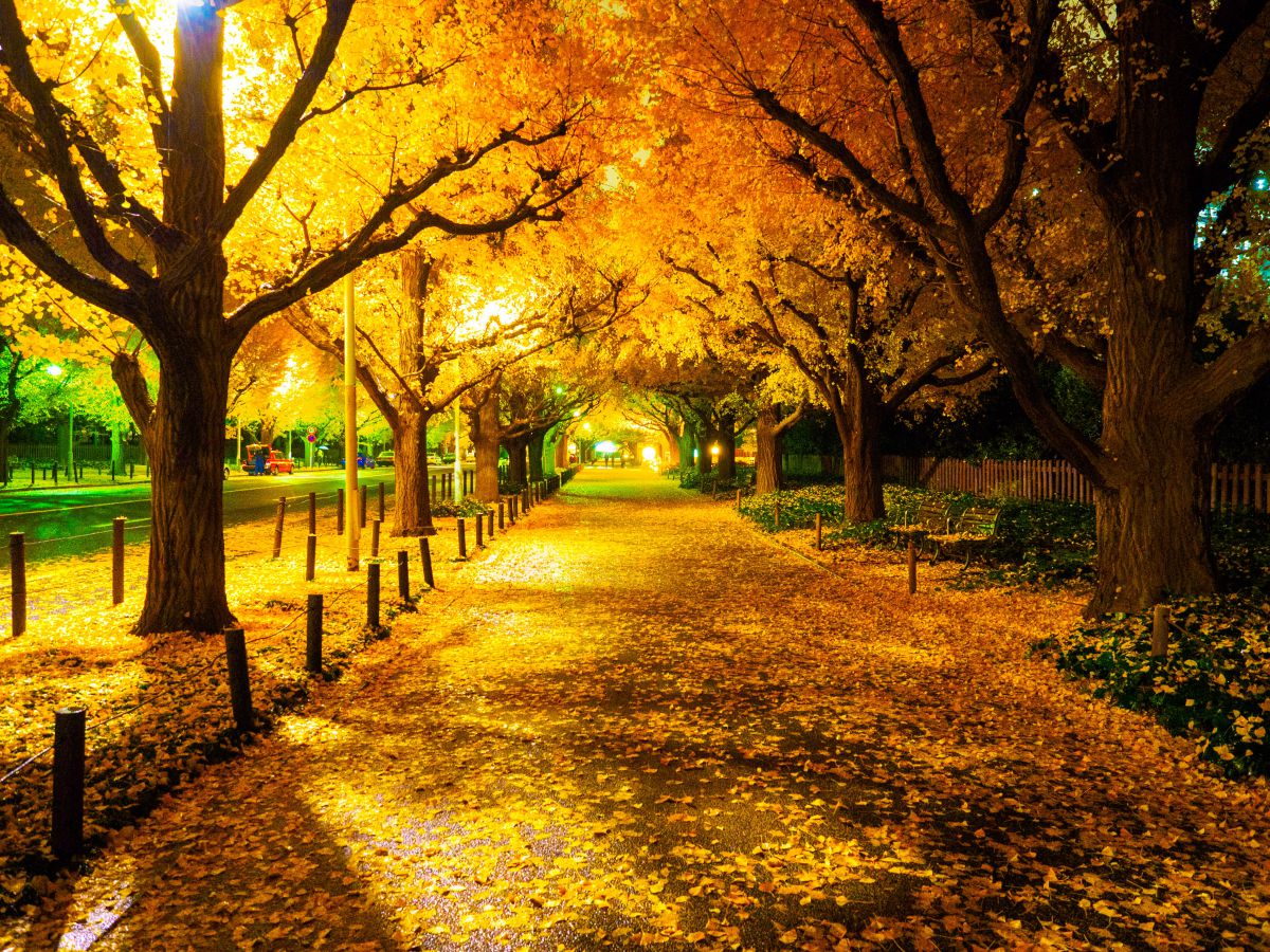 雨降る銀杏並木の下で 街並み 建物 街並み Ganref