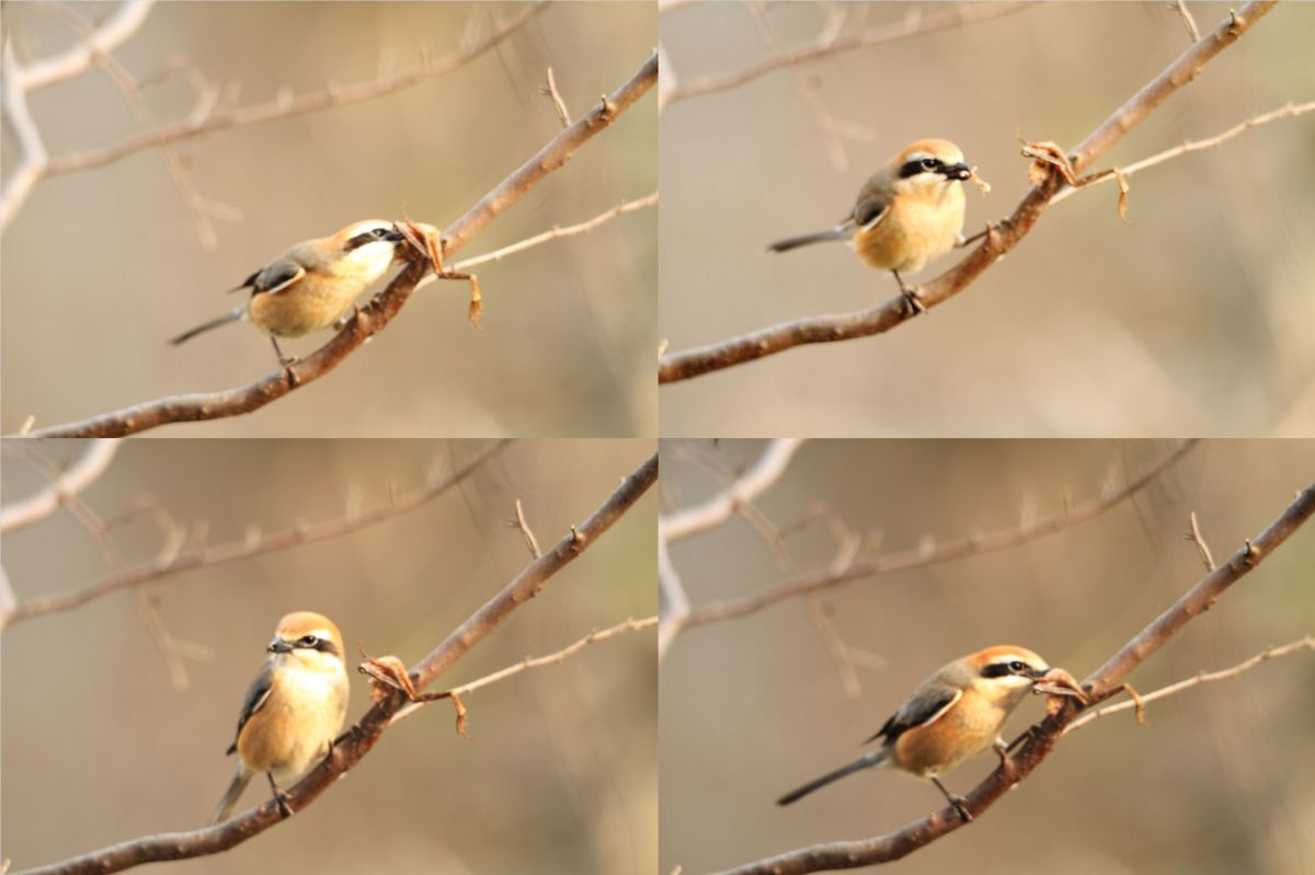モズの早贄啄ばみ 動物 鳥類 Ganref
