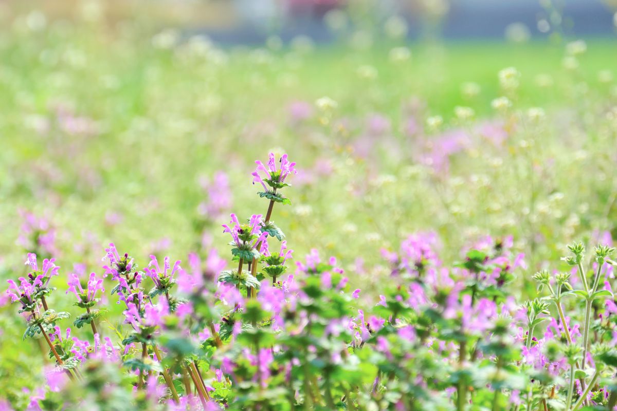春の草原 植物 草 葉 芽 Ganref