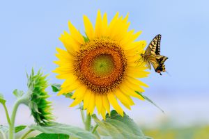 ひまわりとワンポイント 動物 虫 昆虫 Ganref