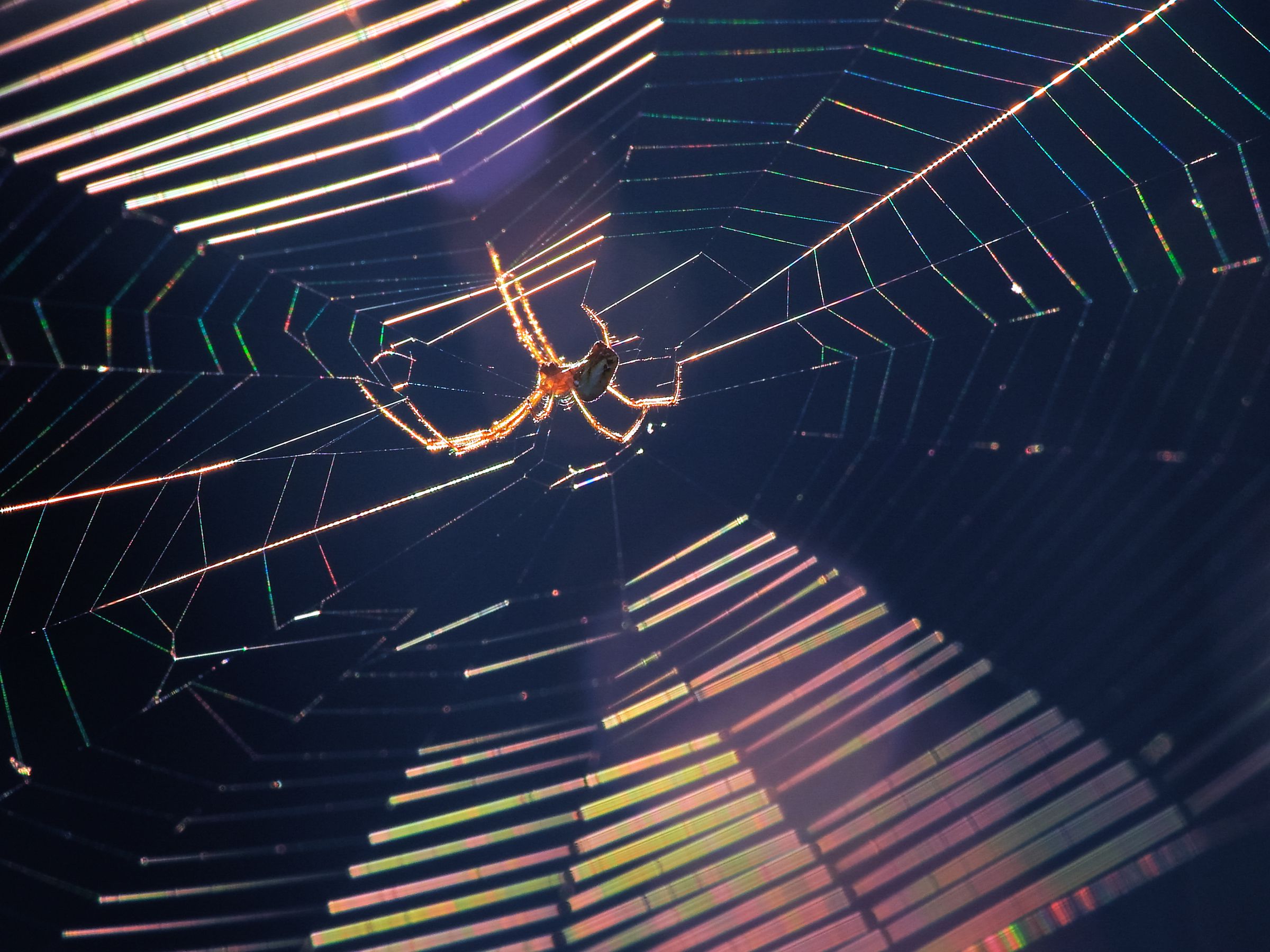 カラフルな蜘蛛の巣 | GANREF
