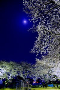 春の草原 | GANREF