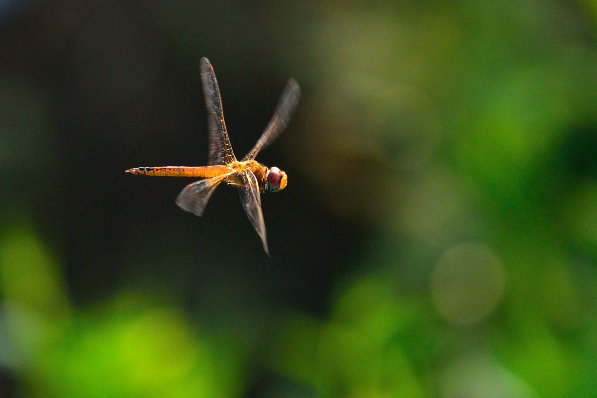 ウスバキトンボ 動物 虫 昆虫 Ganref