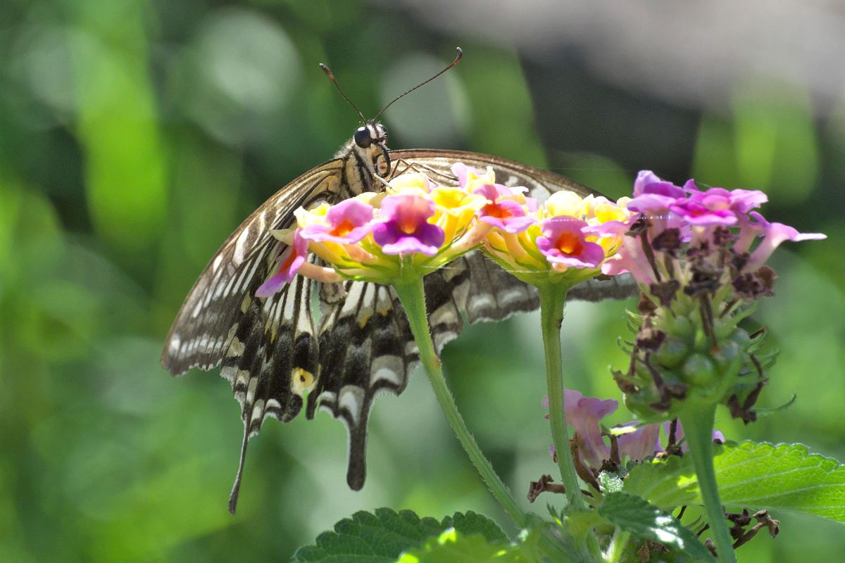 1 NIKKOR VR 30-110mm f/3.8-5.6で撮影された写真 | 写真検索 | GANREF