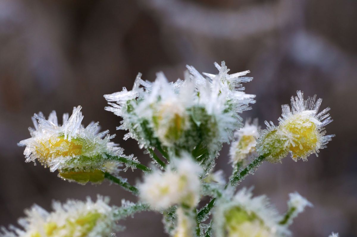 菜の花が凍る 植物 花 花びら Ganref