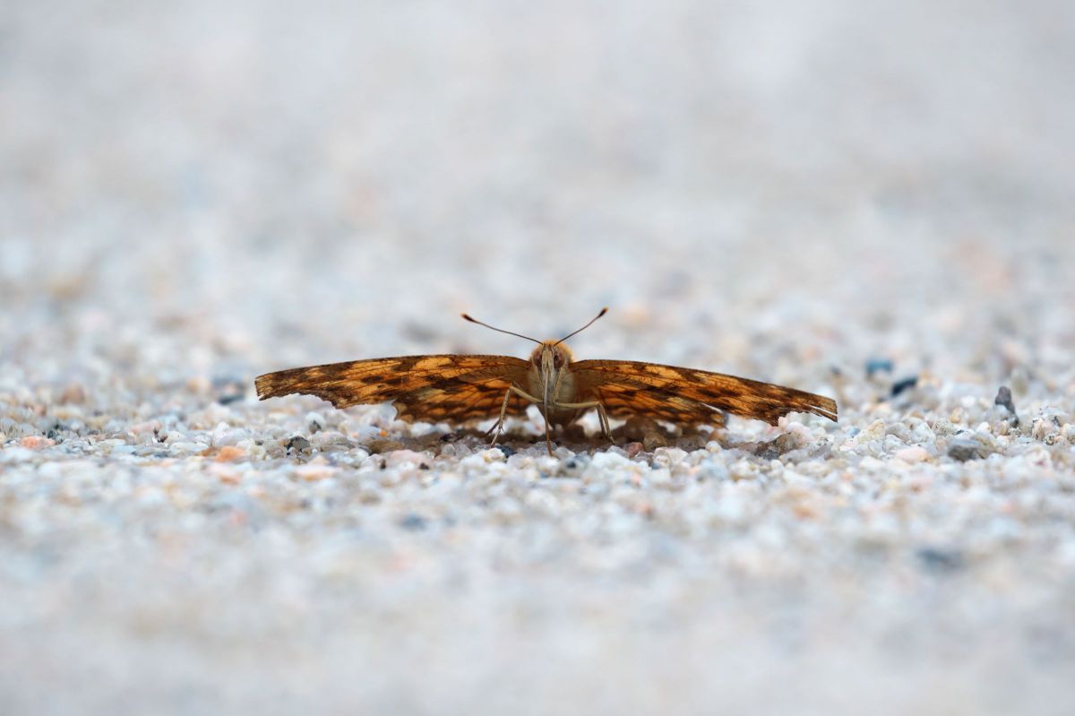 「ちょうちょ」原画 miniature-japanese-garden-