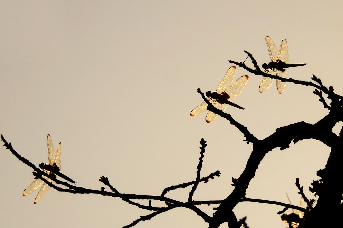 Nikon COOLPIX P900 美麗品 作例有（COOLPIX P900で撮影された写真 