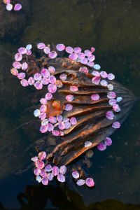 春の草原 春の草原 | GANREF