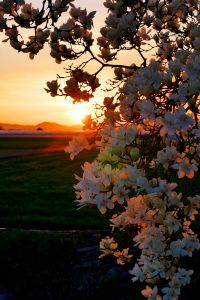 春の草原 | GANREF