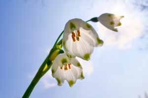 春の草原 春の草原 | GANREF