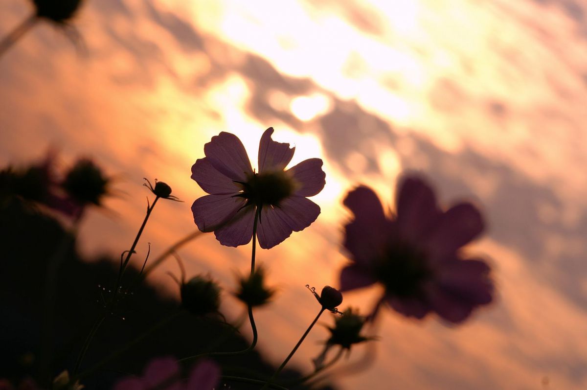 朝焼けのコスモス 植物 花 花びら Ganref