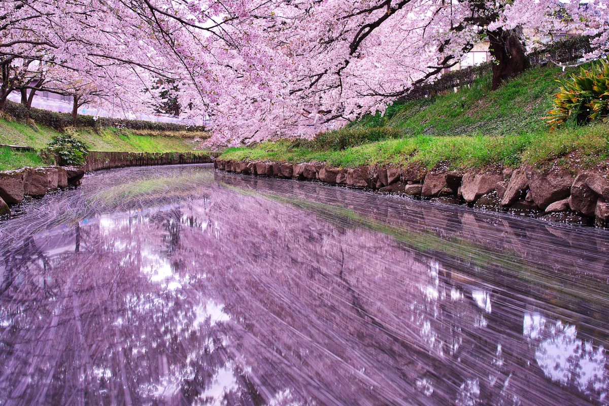 小川 花筏 自然 風景 水辺 Ganref