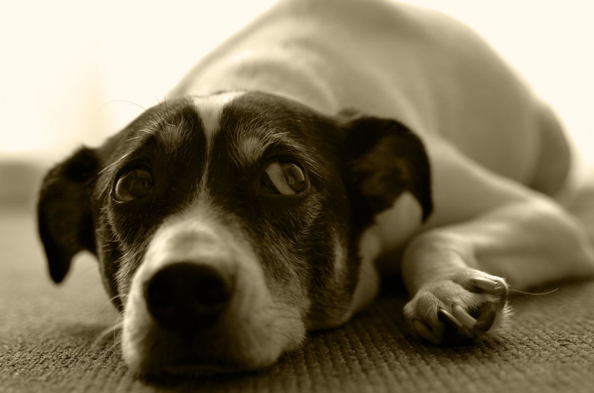 上目遣い 動物 犬 Ganref