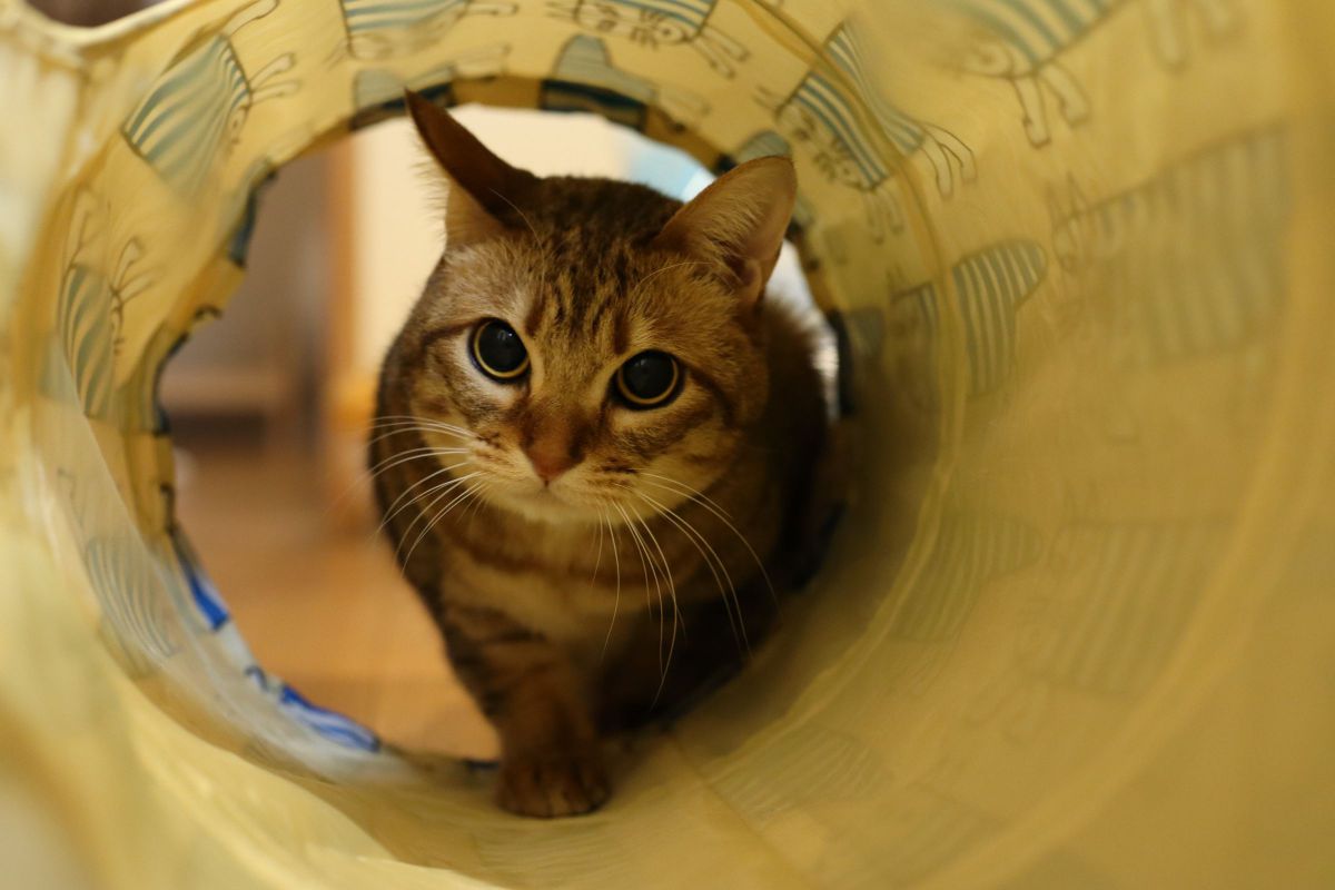 抜き足 差し足 忍び足 動物 猫 Ganref