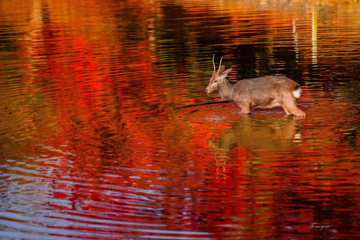 Reflection of autumn pond | GANREF