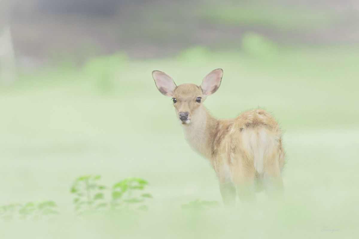 EF70-200mm F2.8L IS III USMで撮影された写真 | 写真検索 | GANREF