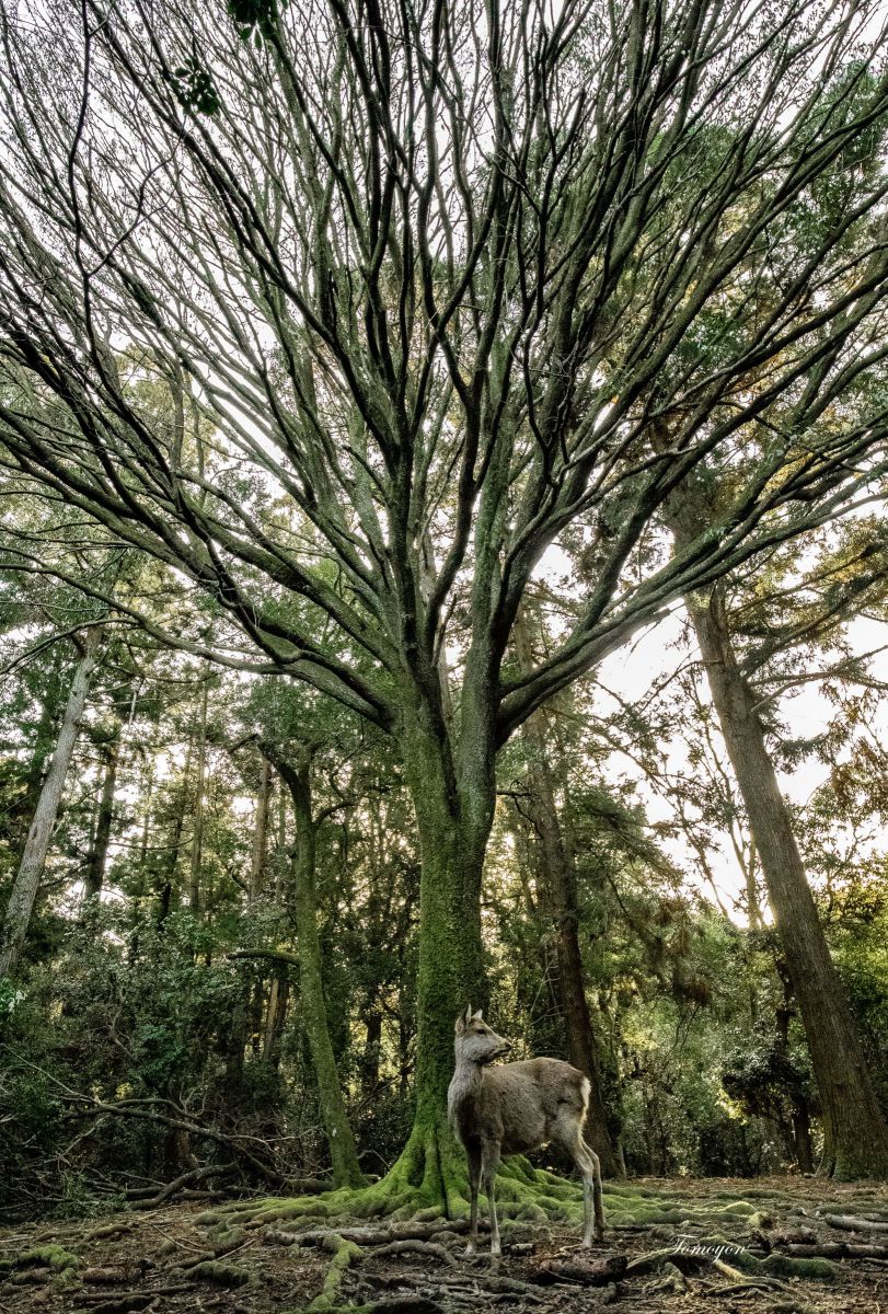 forest green | GANREF