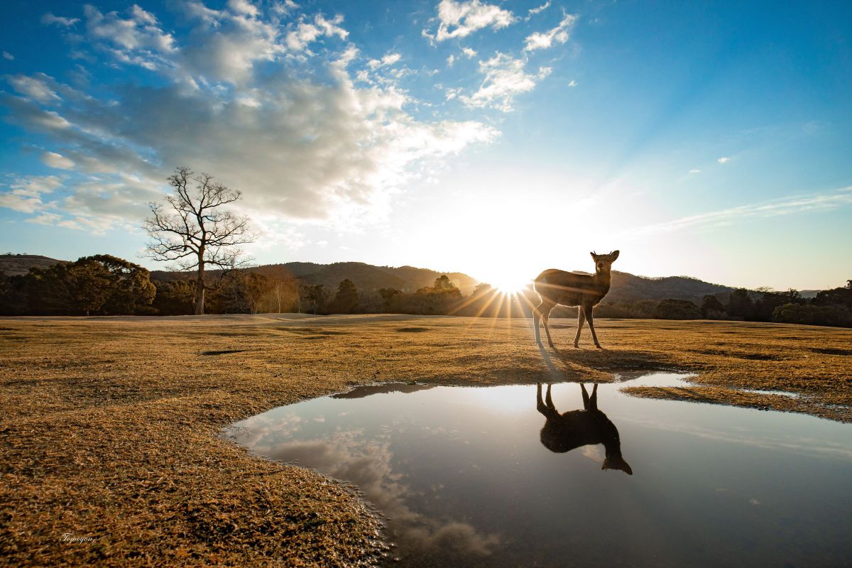 Morning after the rain | GANREF