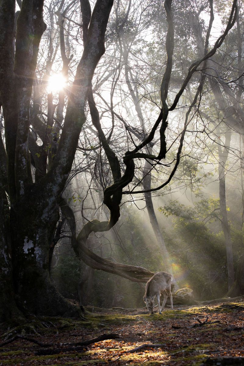 Shower of light ① | GANREF