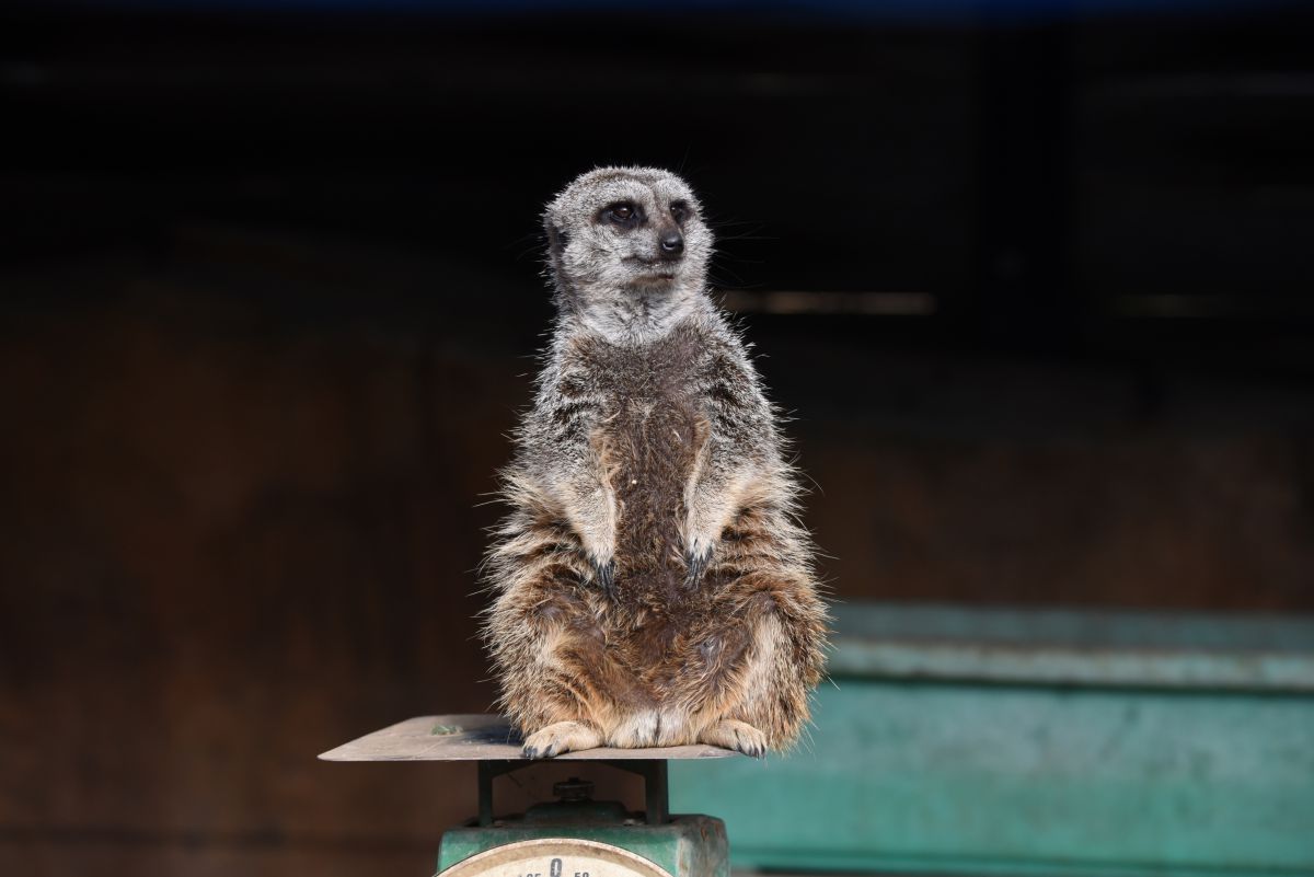 仁王立ち 動物 その他の陸の生物 Ganref 仁王立ち 動物 その他の陸の生物 Ganref