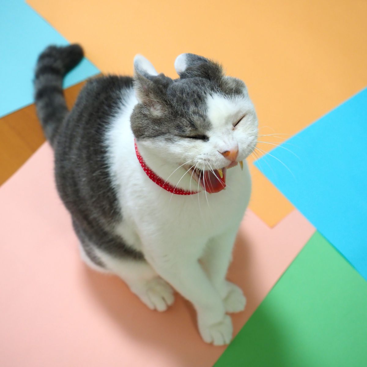 口裂け猫 動物 猫 Ganref