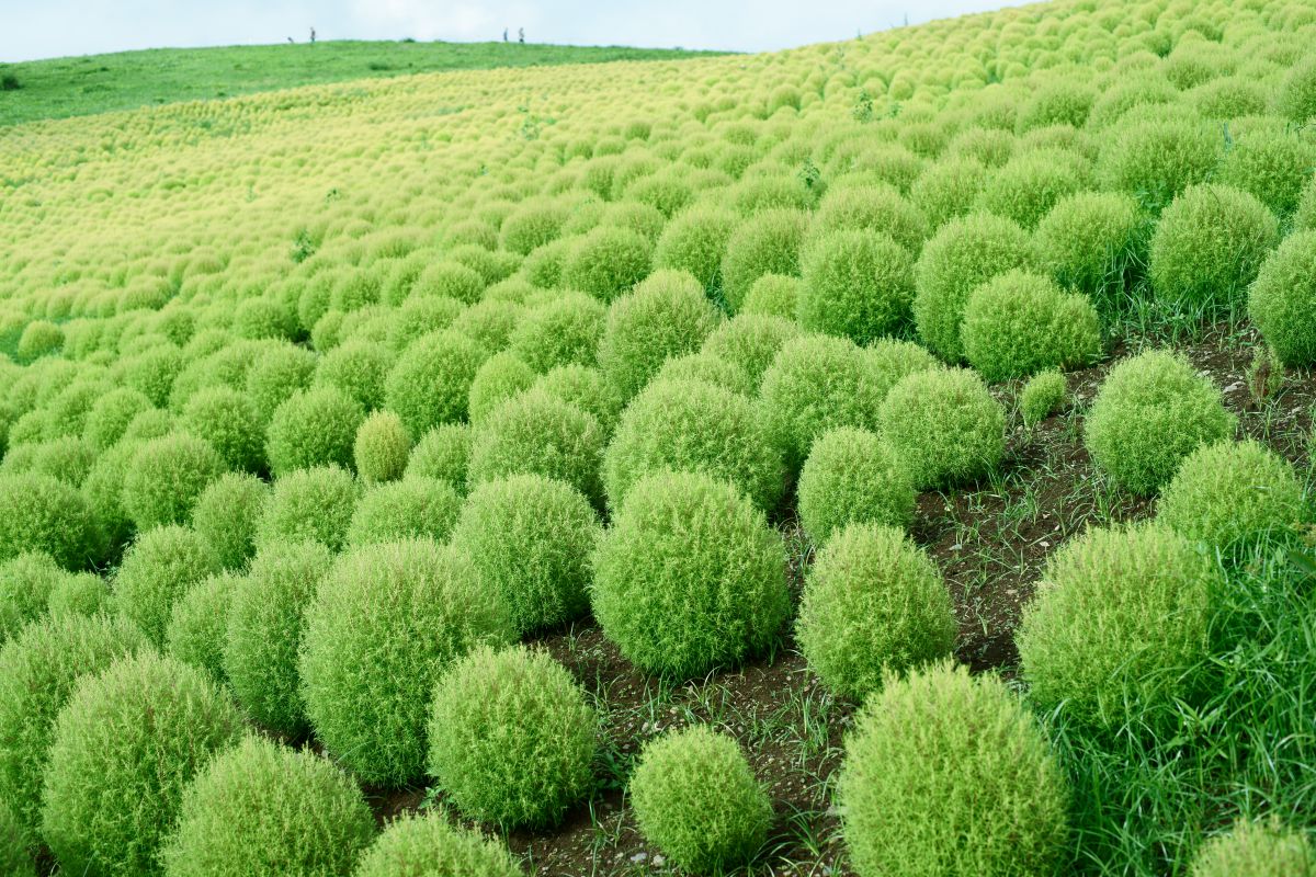 マリモの丘 植物 草 葉 芽 Ganref マリモの丘 植物 草 葉 芽 Ganref